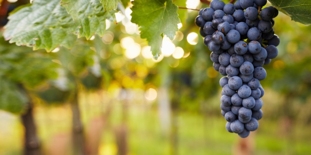 Grapes
