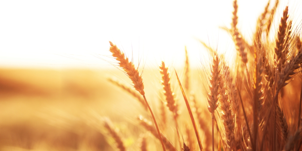 Wheat