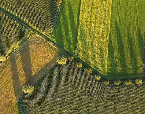 Agriculture Field